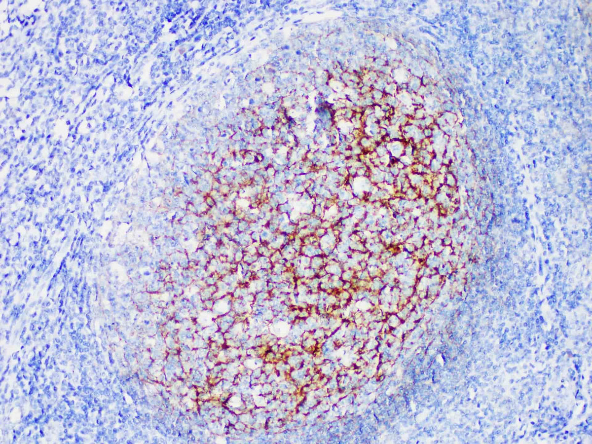 CD35 Monoclonal Antibody Stored at -20°C