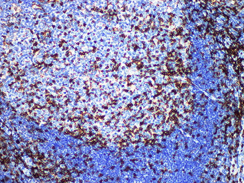 CD43 Monoclonal Antibody Stored at -20°C