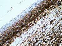 CD44 Monoclonal Antibody Stored at -20°C