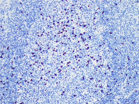 CD57 Monoclonal Antibody