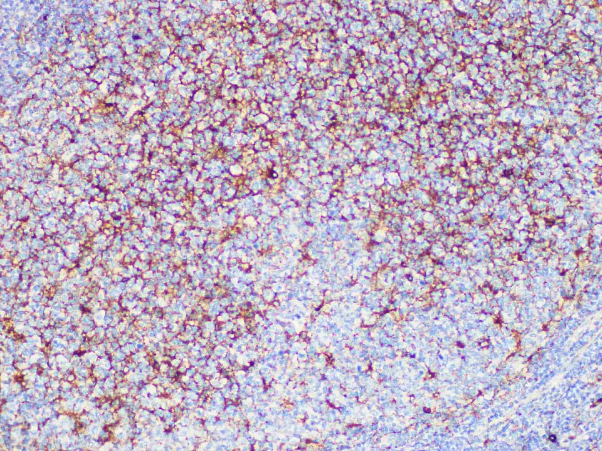 CD63 Monoclonal Antibody Stored at -20°C