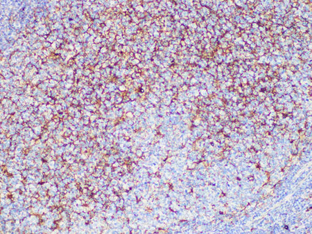 CD63 Monoclonal Antibody Stored at -20°C