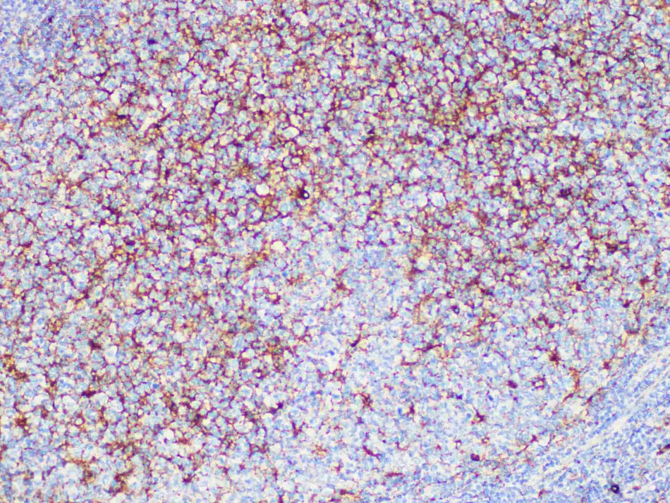 CD63 Monoclonal Antibody Stored at -20°C