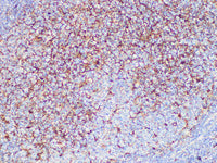 CD63 Monoclonal Antibody Stored at -20°C