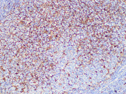 CD63 Monoclonal Antibody Stored at -20°C