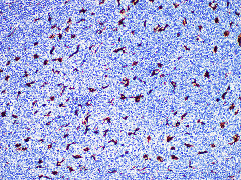 CD68 Monoclonal Antibody Stored at -20°C