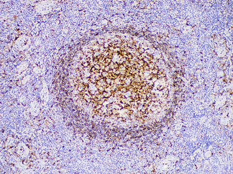 CD74 Monoclonal Antibody Stored at -20°C