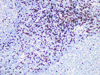 CD8 Monoclonal Antibody Stored at -20°C