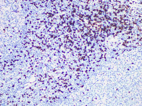 CD8 Monoclonal Antibody Stored at -20°C