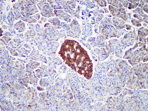 CD99 Monoclonal Antibody Stored at -20°C