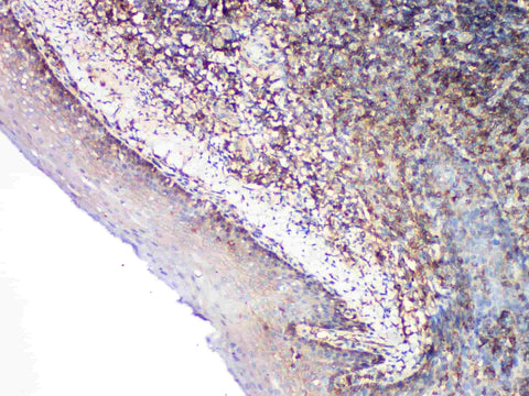 CD99 Monoclonal Antibody Stored at -20°C