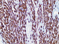 CK8/18 Monoclonal Antibody Stored at -20°C