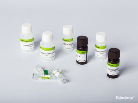 Rat IL-1β (Interleukin 1 Beta) CLIA Kit, Cell Assays, Elabscience Biotechnology, MSE Supplies