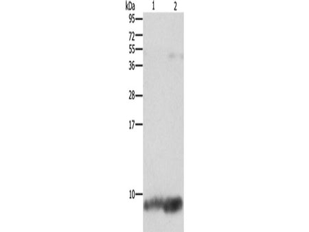 FXYD1 Polyclonal Antibody Store at -20°C