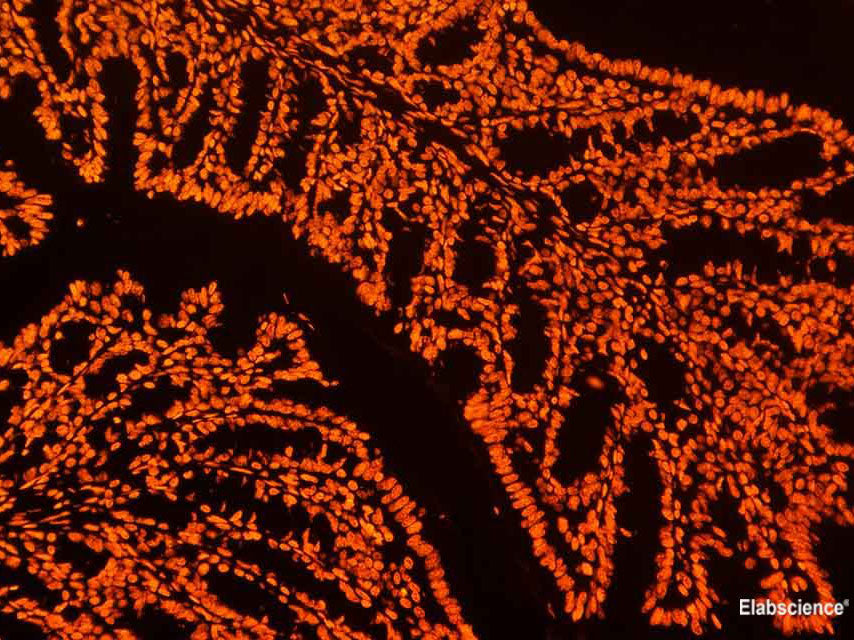 Elab Fluor® 555-11-dUTP, Cell Assays, Elabscience Biotechnology, MSE Supplies
