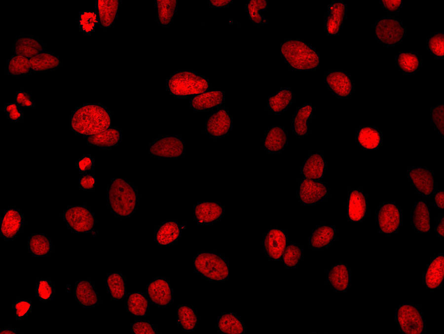 Elab Fluor® 647-11-dUTP, Cell Assays, Elabscience Biotechnology, MSE Supplies