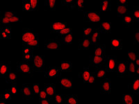 Elab Fluor® 647-11-dUTP, Cell Assays, Elabscience Biotechnology, MSE Supplies