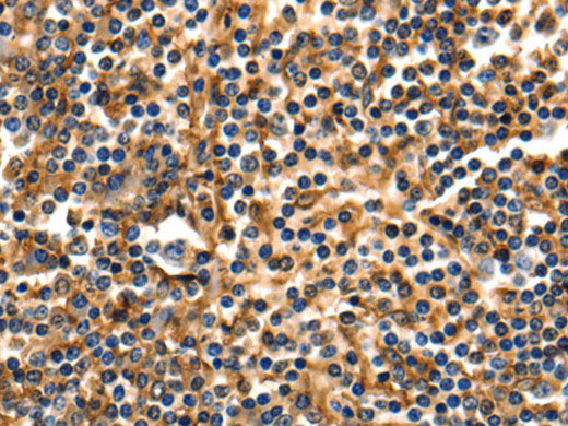 ANXA5 Polyclonal Antibody Store at -20°C
