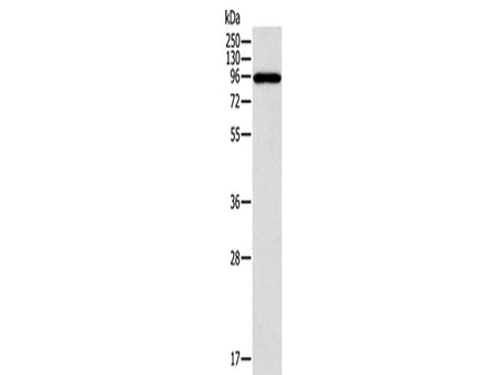 CTNNA1 Polyclonal Antibody