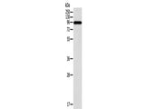 CTNNA1 Polyclonal Antibody