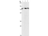 KIF3A Polyclonal Antibody Store at -20°C