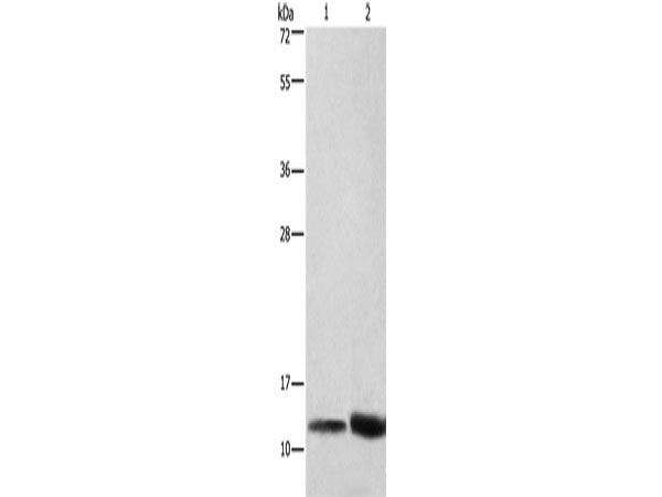 CYCS Polyclonal Antibody Store at -20°C