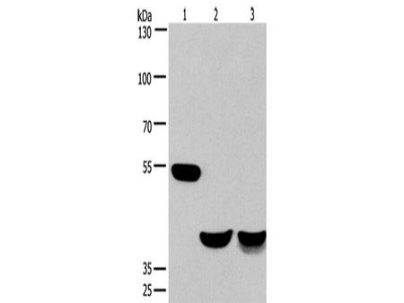 CADM3 Polyclonal Antibody Store at -20°C