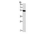 Histamine H1 Receptor Polyclonal Antibody