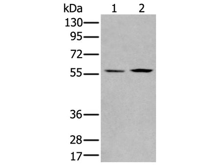 PGBD2 Polyclonal Antibody Store at -20°C