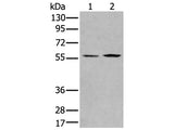 PGBD2 Polyclonal Antibody Store at -20°C
