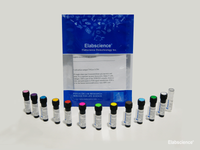 PE/Elab Fluor® 594 Rat IgG2a, κ Isotype Control[2A3], Biomarkers, Elabscience Biotechnology, MSE Supplies