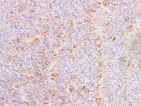 FSH Monoclonal Antibody Stored at -20°C