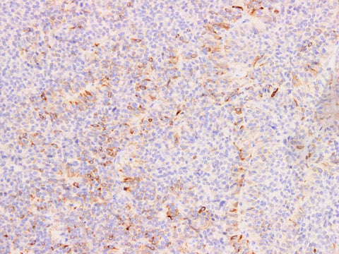 FSH Monoclonal Antibody Stored at -20°C