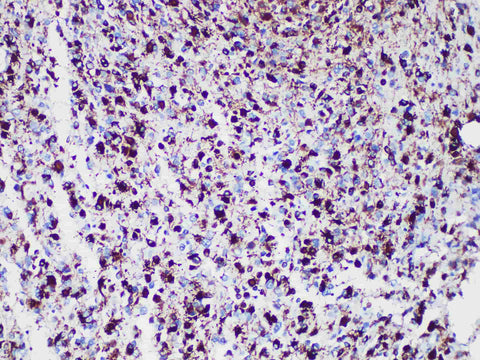 GFAP Monoclonal Antibody Stored at -20°C Host Rabbit