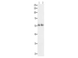 HDAC1 Polyclonal Antibody Store at -20°C, Biomarkers, Elabscience Biotechnology, MSE Supplies