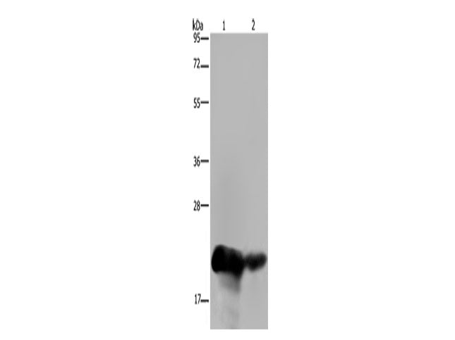 CSH1 Polyclonal Antibody Store at -20°C