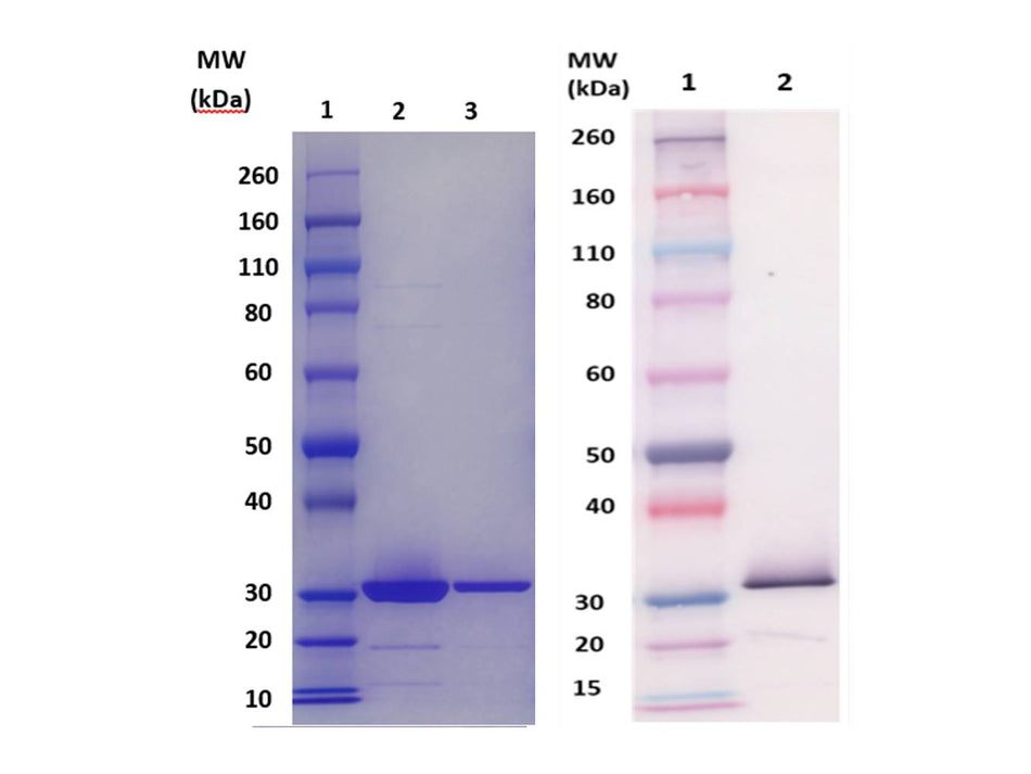 IBT Bioservices CSA1A Protein (S. Aureus), Biomolecules and Materials, IBT Bioservices, MSE Supplies