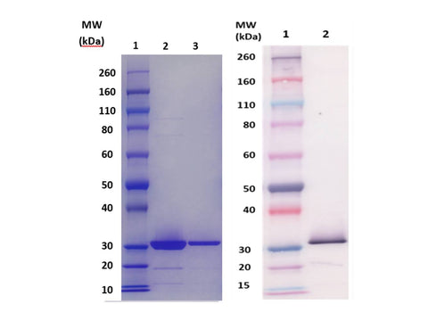 IBT Bioservices CSA1A Protein (S. Aureus), Biomolecules and Materials, IBT Bioservices, MSE Supplies