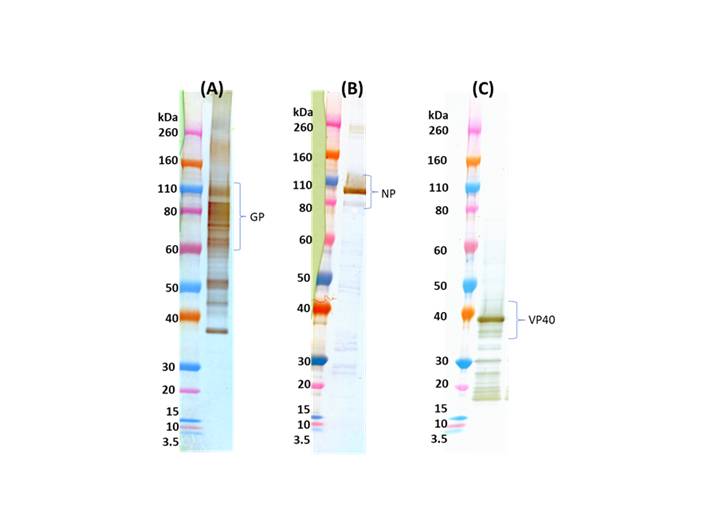 IBT Bioservices Ebola Virus-Like Particles (EBOV VIP) (Zaire), Biomolecules and Materials, IBT Bioservices, MSE Supplies