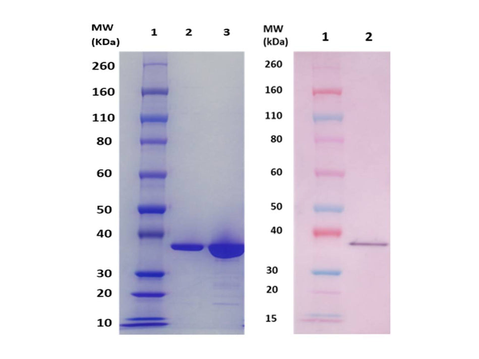 IBT Bioservices Fhud2 Protein (S. Aureus), Biomolecules and Materials, IBT Bioservices, MSE Supplies