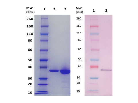 IBT Bioservices Fhud2 Protein (S. Aureus), Biomolecules and Materials, IBT Bioservices, MSE Supplies