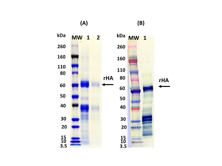 IBT Bioservices Influenza Hemagglutinin Glycoprotein (H10N8) (H10 Jiangxi-DONGHU), Biomolecules and Materials, IBT Bioservices, MSE Supplies