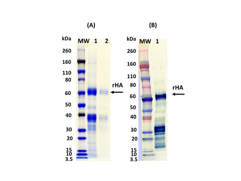IBT Bioservices Influenza Hemagglutinin Glycoprotein (H10N8) (H10 Jiangxi-DONGHU), Biomolecules and Materials, IBT Bioservices, MSE Supplies