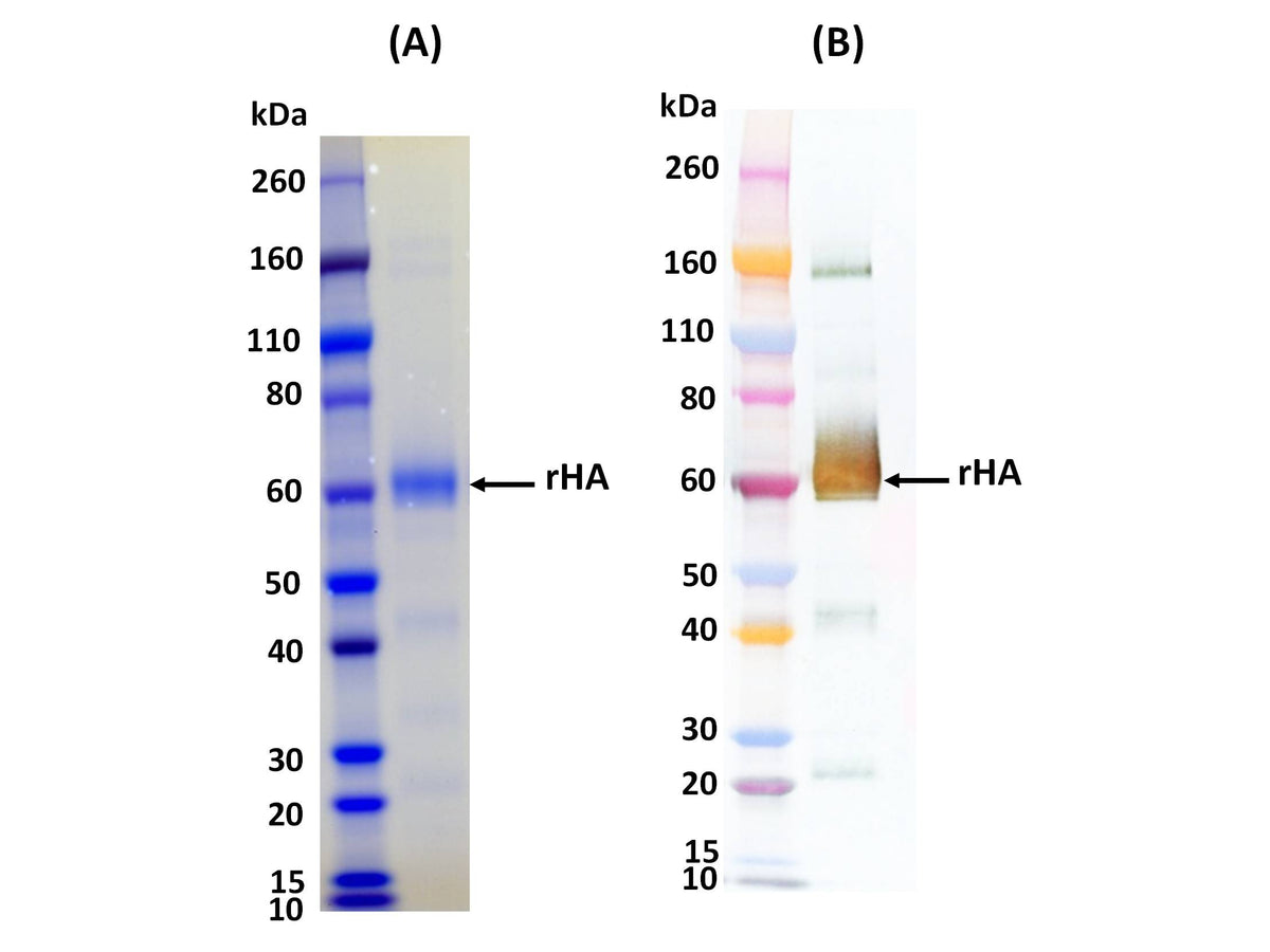 IBT Bioservices Influenza Hemagglutinin Glycoprotein (H1N1 Puerto Rico), Biomolecules and Materials, IBT Bioservices, MSE Supplies