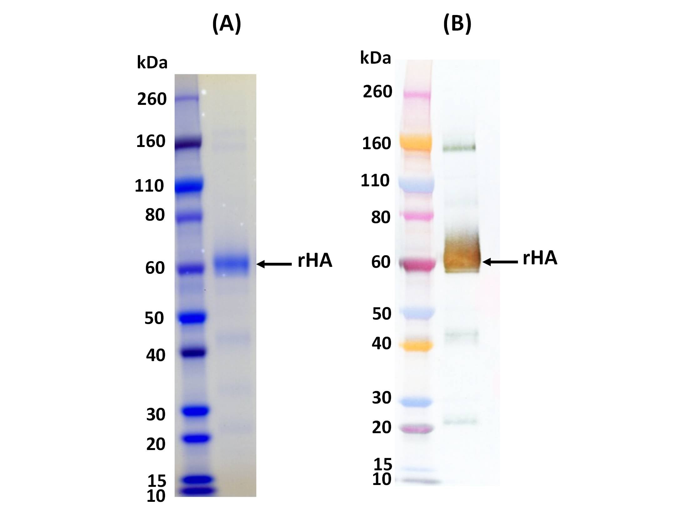 IBT Bioservices Influenza Hemagglutinin Glycoprotein (H1N1 Puerto Rico), Biomolecules and Materials, IBT Bioservices, MSE Supplies