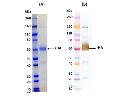 IBT Bioservices Influenza Hemagglutinin Glycoprotein (H1N1 Puerto Rico), Biomolecules and Materials, IBT Bioservices, MSE Supplies