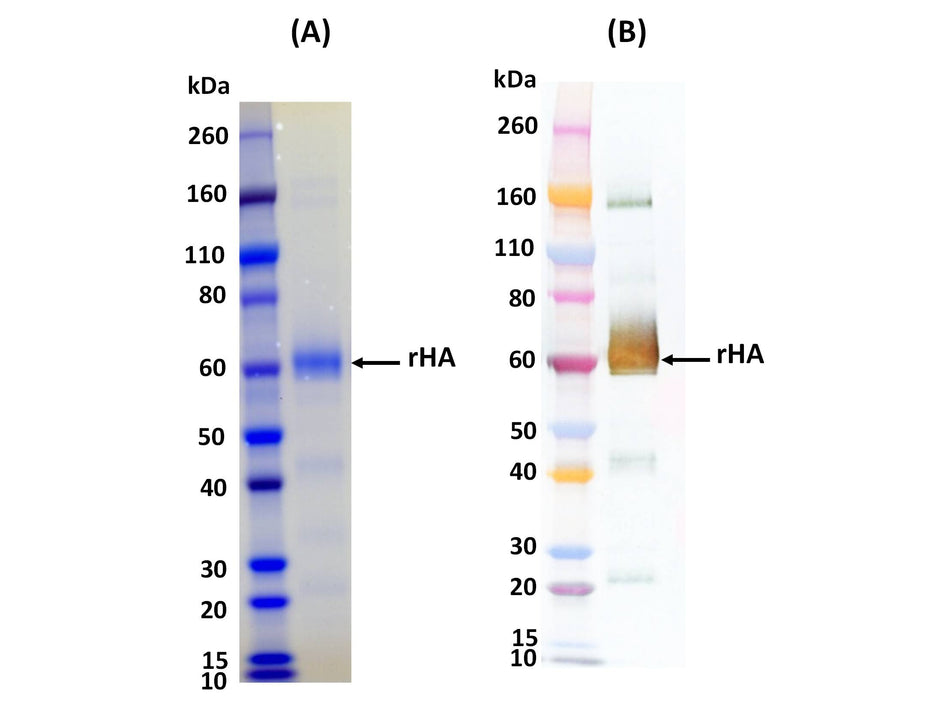 IBT Bioservices Influenza Hemagglutinin Glycoprotein (H1N1 Puerto Rico), Biomolecules and Materials, IBT Bioservices, MSE Supplies