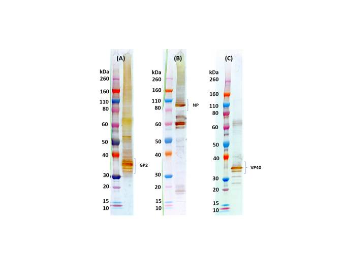 IBT Bioservices Marburg-Musoke Virus-Like Particles (MMARV VIP), Biomolecules and Materials, IBT Bioservices, MSE Supplies