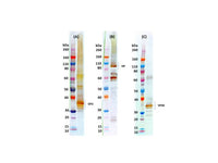 IBT Bioservices Marburg-Musoke Virus-Like Particles (MMARV VIP), Biomolecules and Materials, IBT Bioservices, MSE Supplies