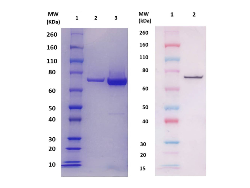 IBT Bioservices RCFLA Protein (S. Aureus), Biomolecules and Materials, IBT Bioservices, MSE Supplies